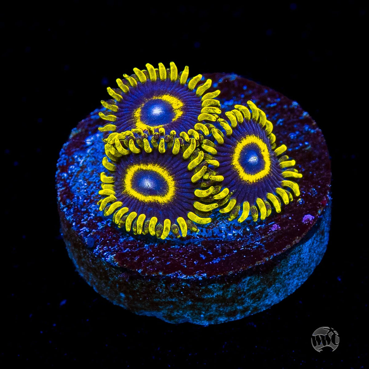 WWC Blue Macaw Zoanthids