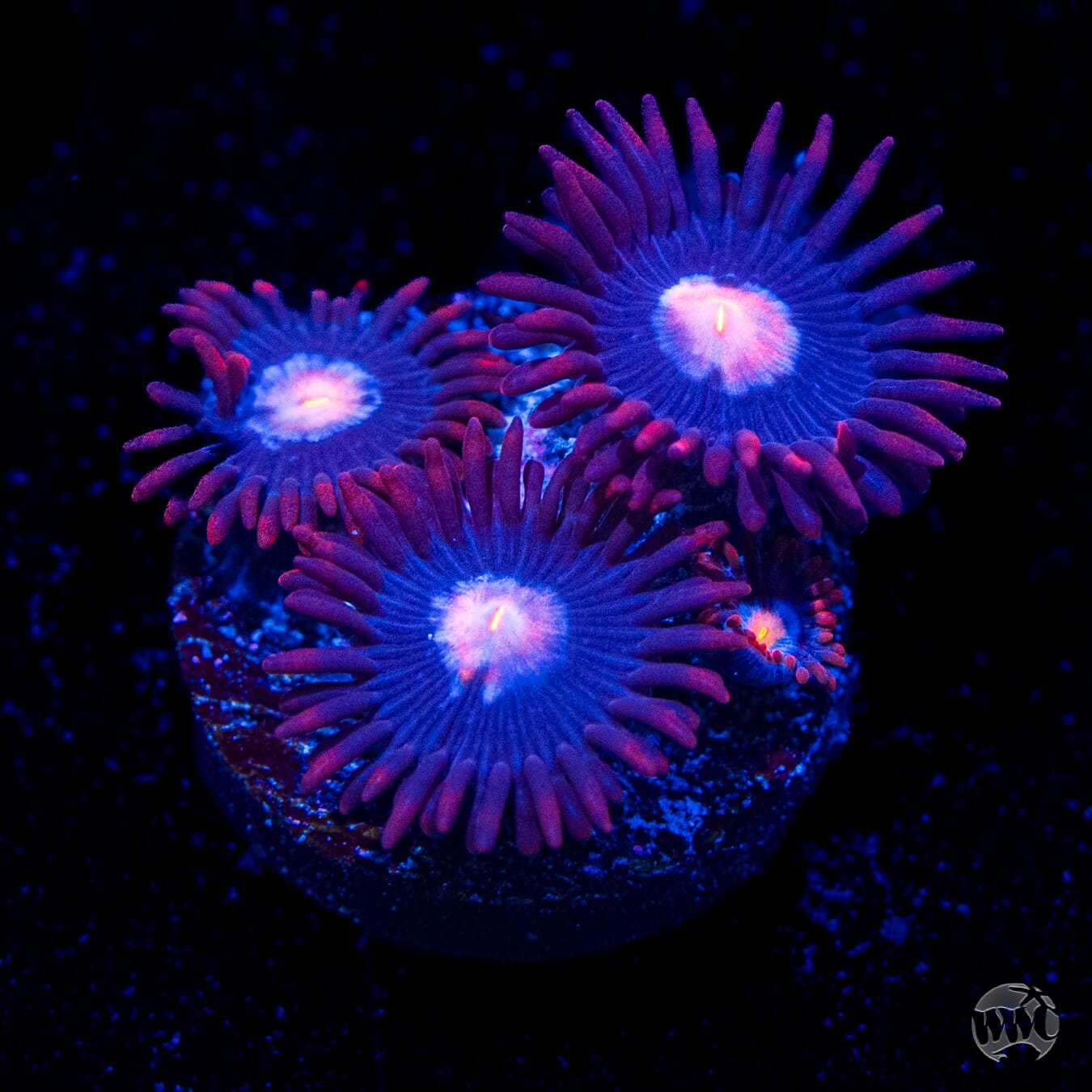 WWC Blue Steel Zoanthids