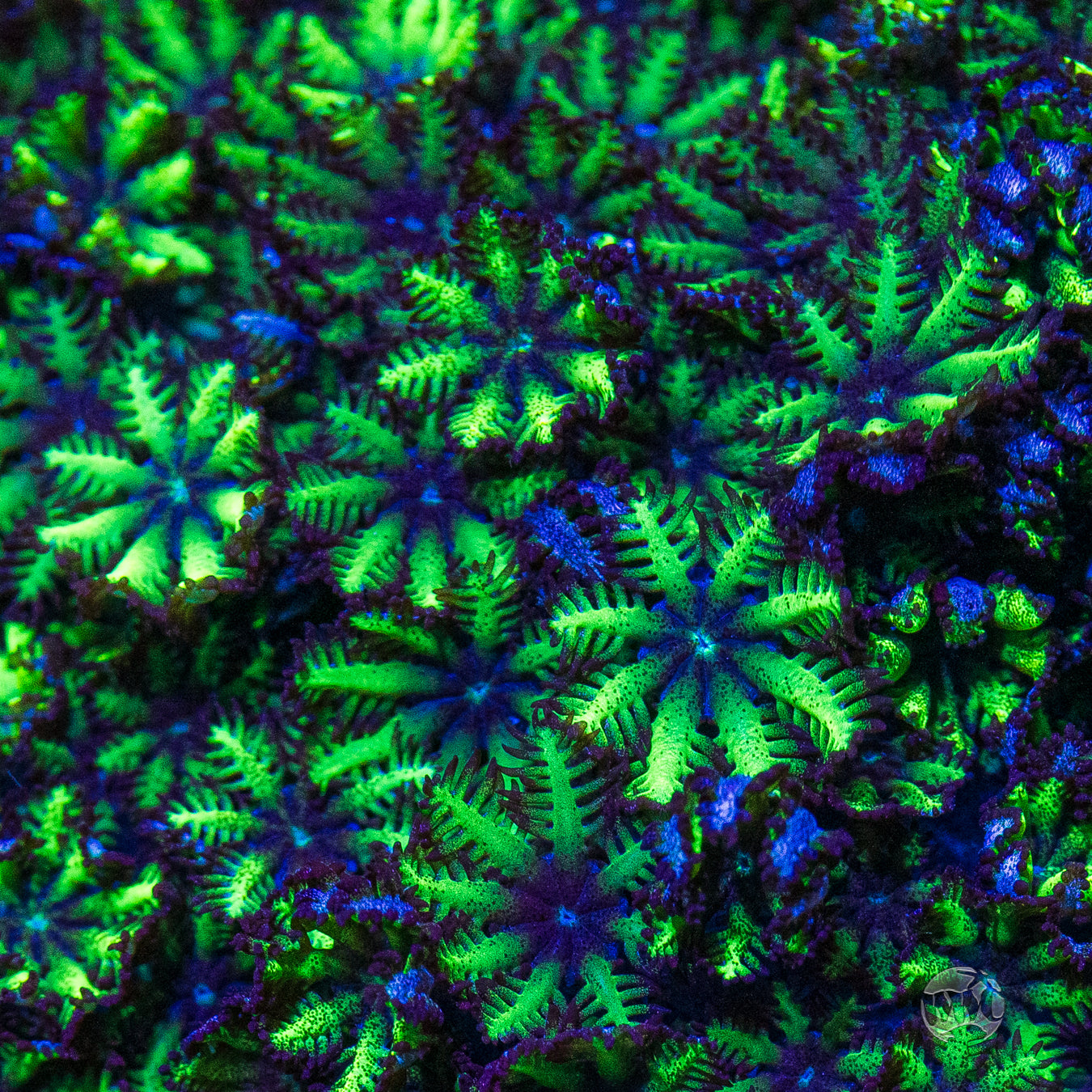 WWC Blue Sympodium Coral