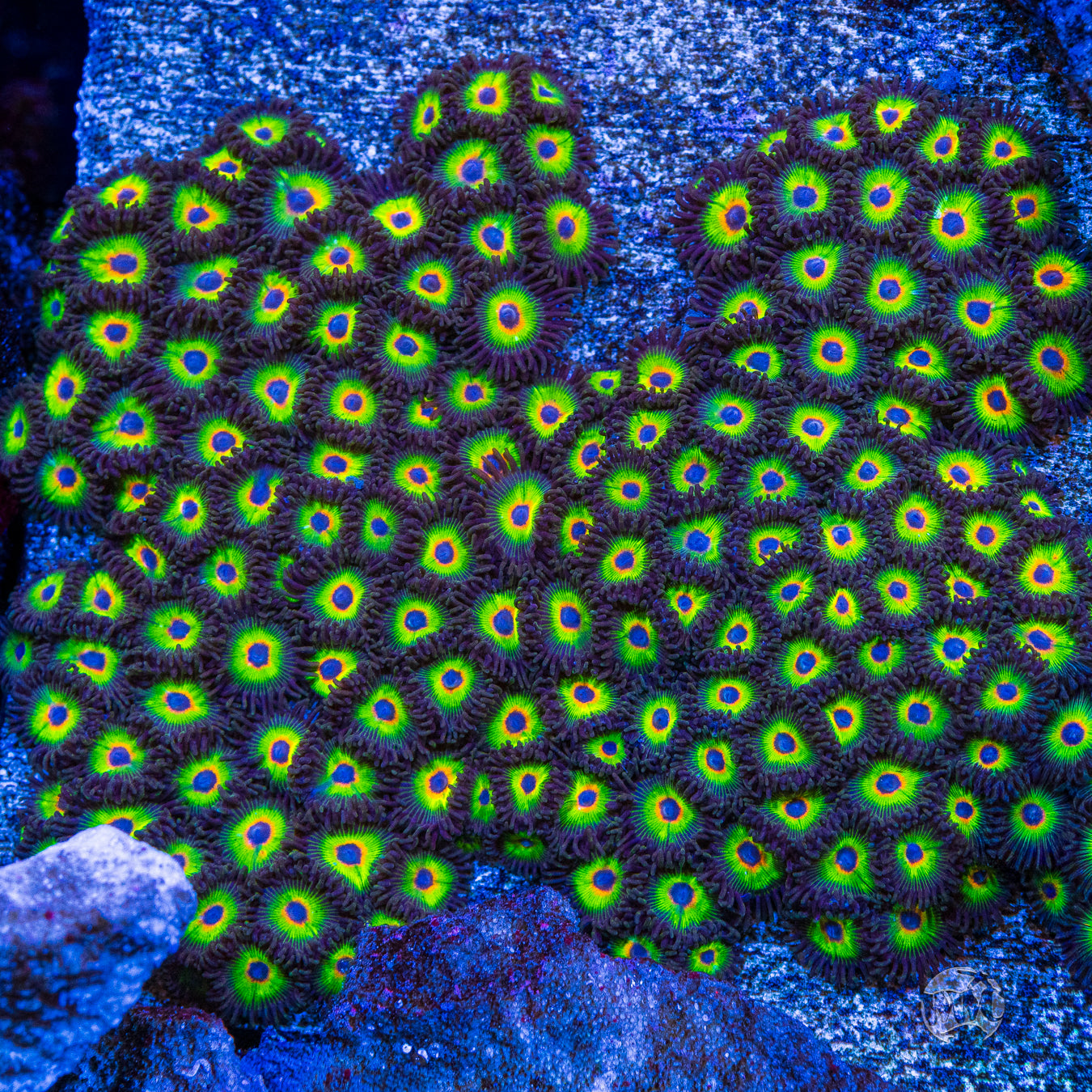 WWC Bob Marley Zoanthids