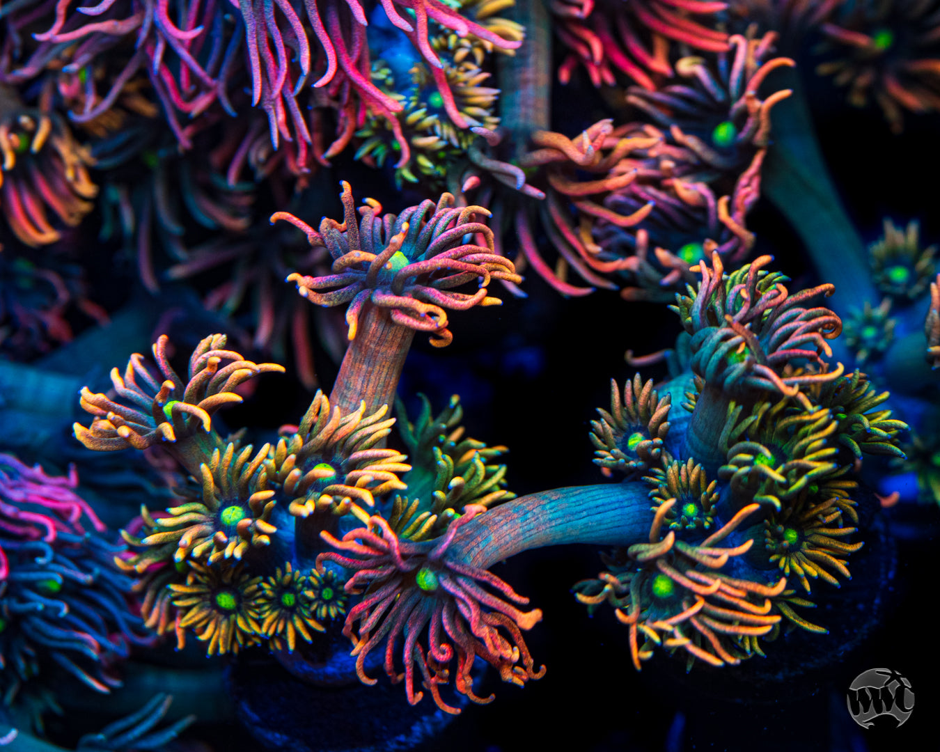 WWC Bomb Diggity Goniopora