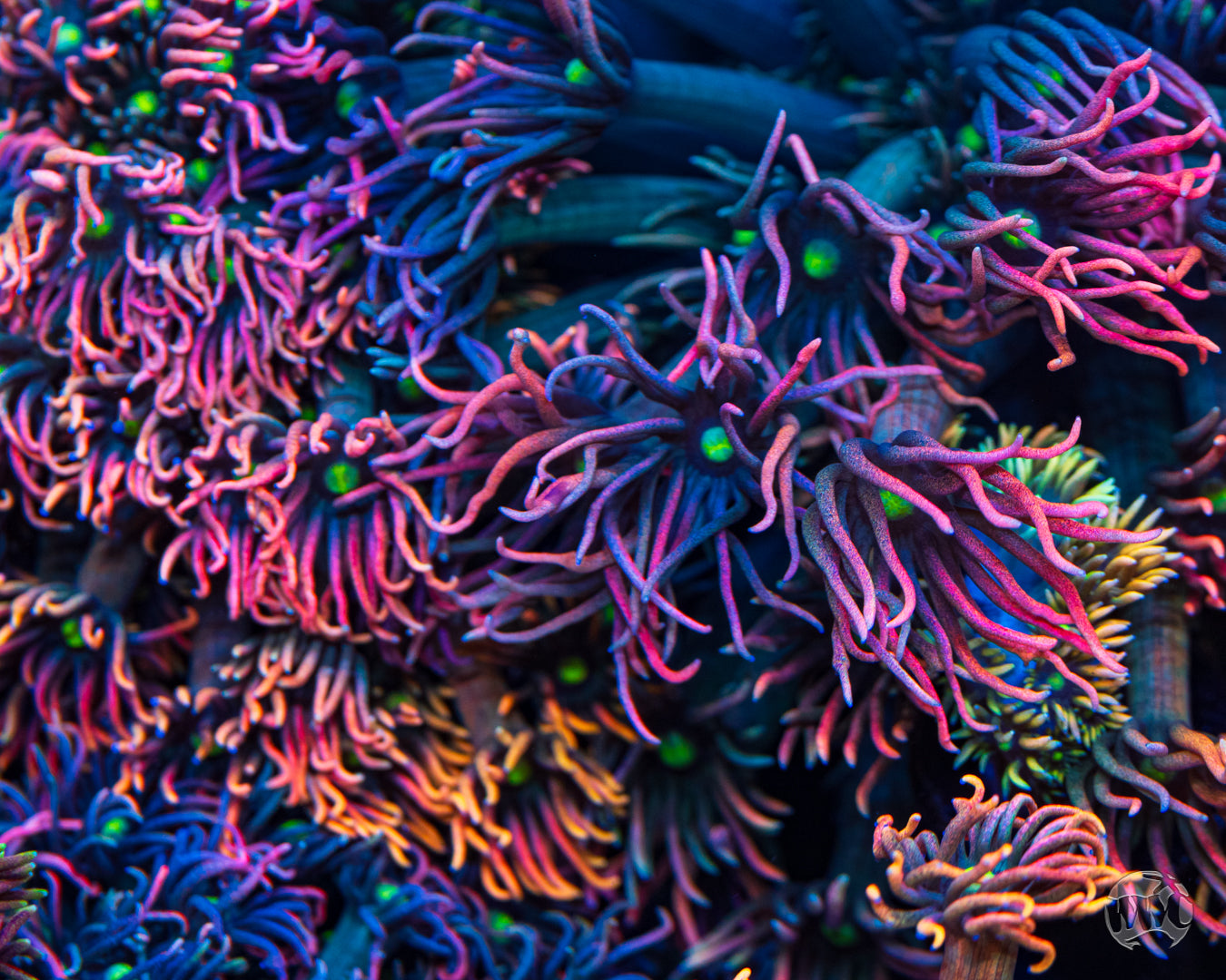 WWC Bomb Diggity Goniopora