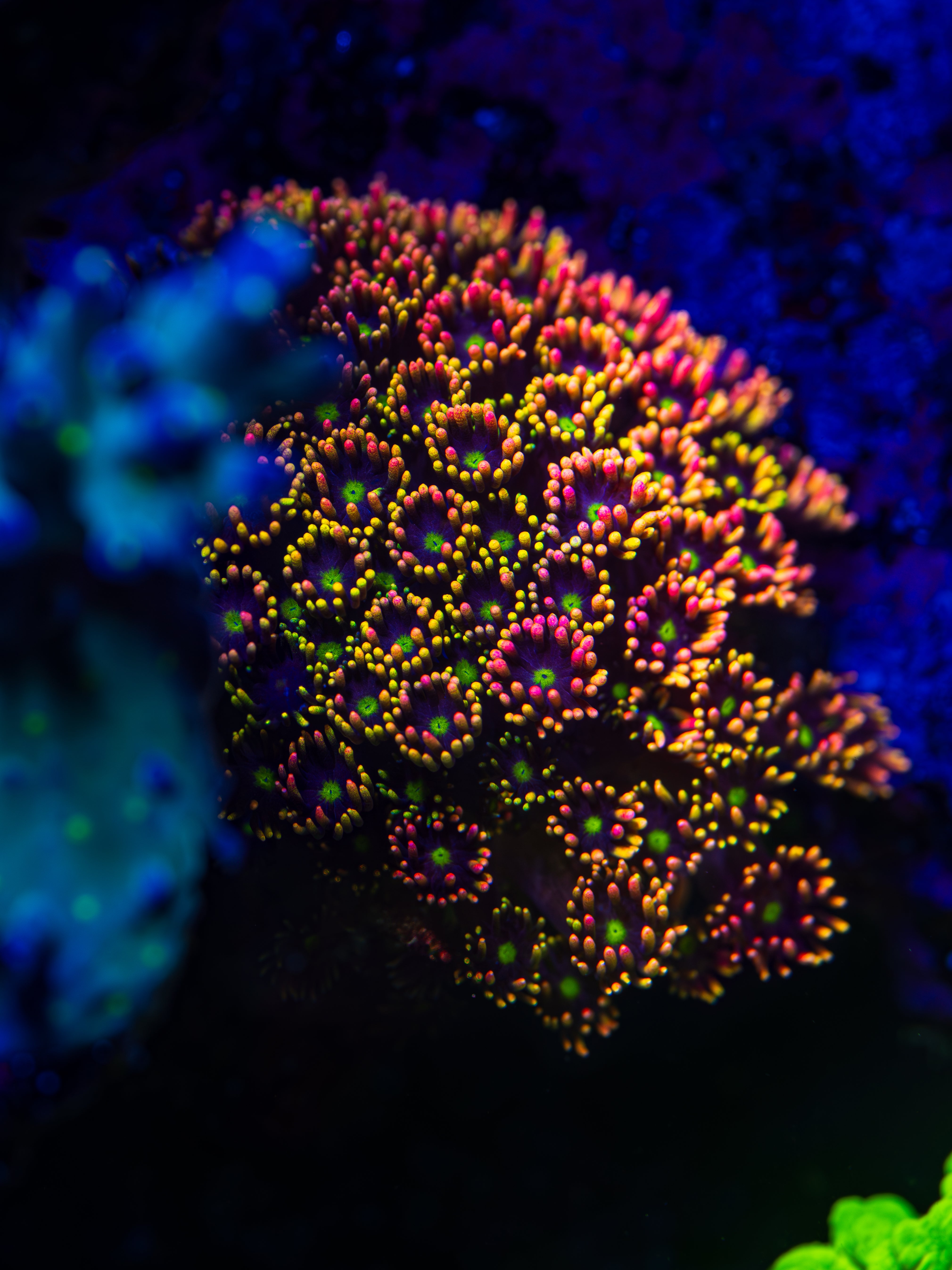 Small WWC Bomb Diggity Goniopora