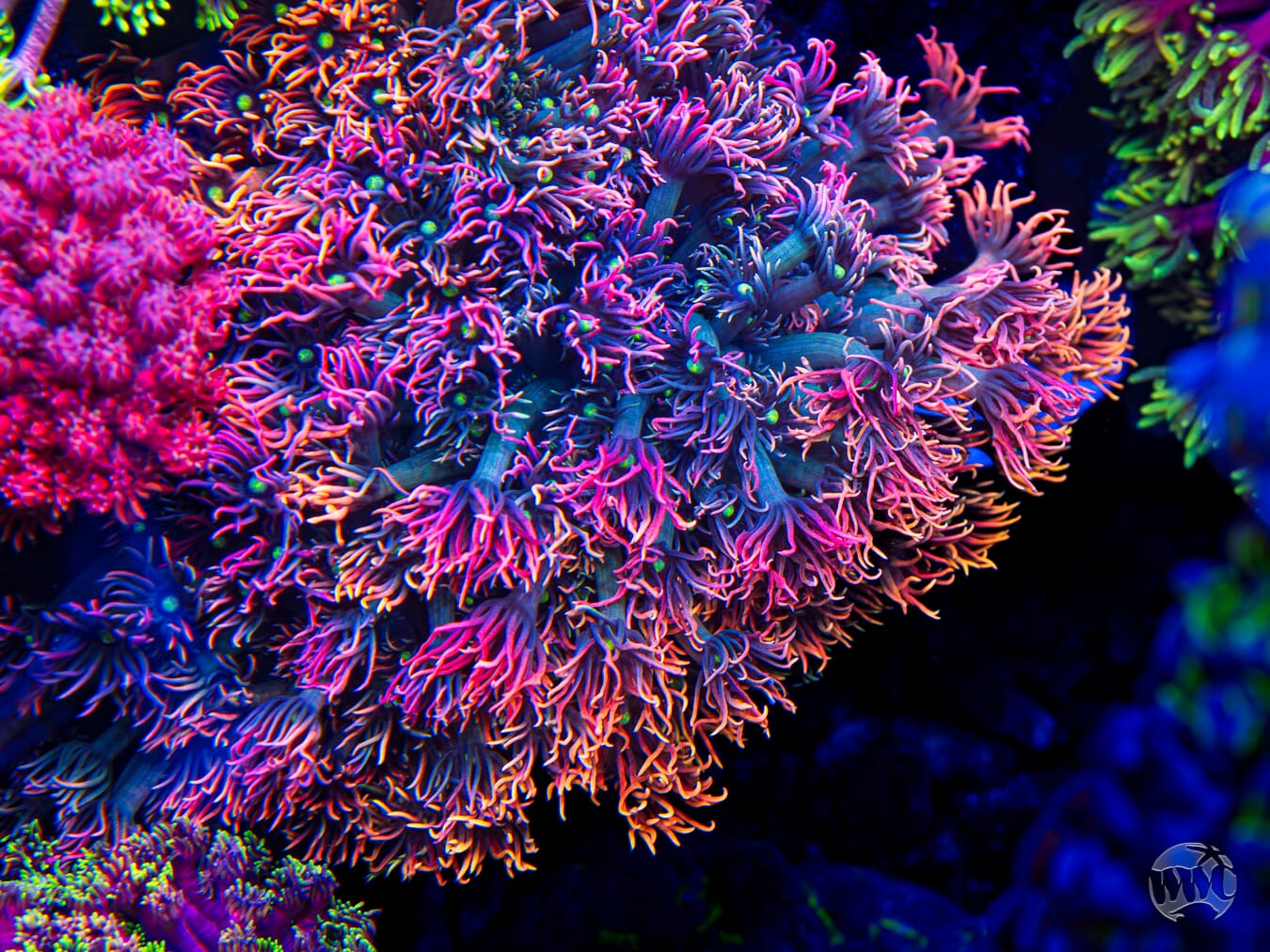 WWC Bomb Diggity Goniopora - Mother Colony