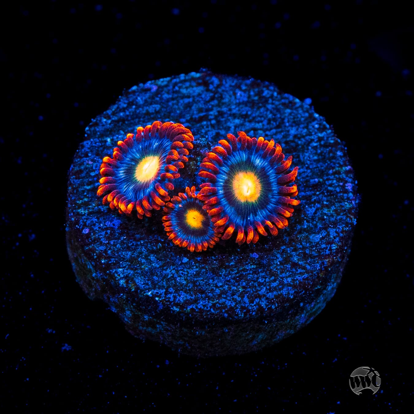 WWC Bongo Babes Zoanthids