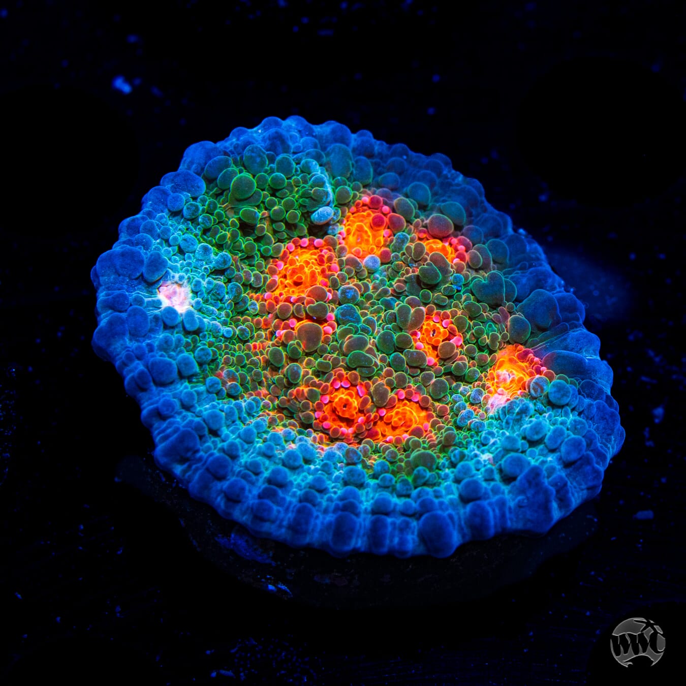 WWC Boogie Man Chalice Coral