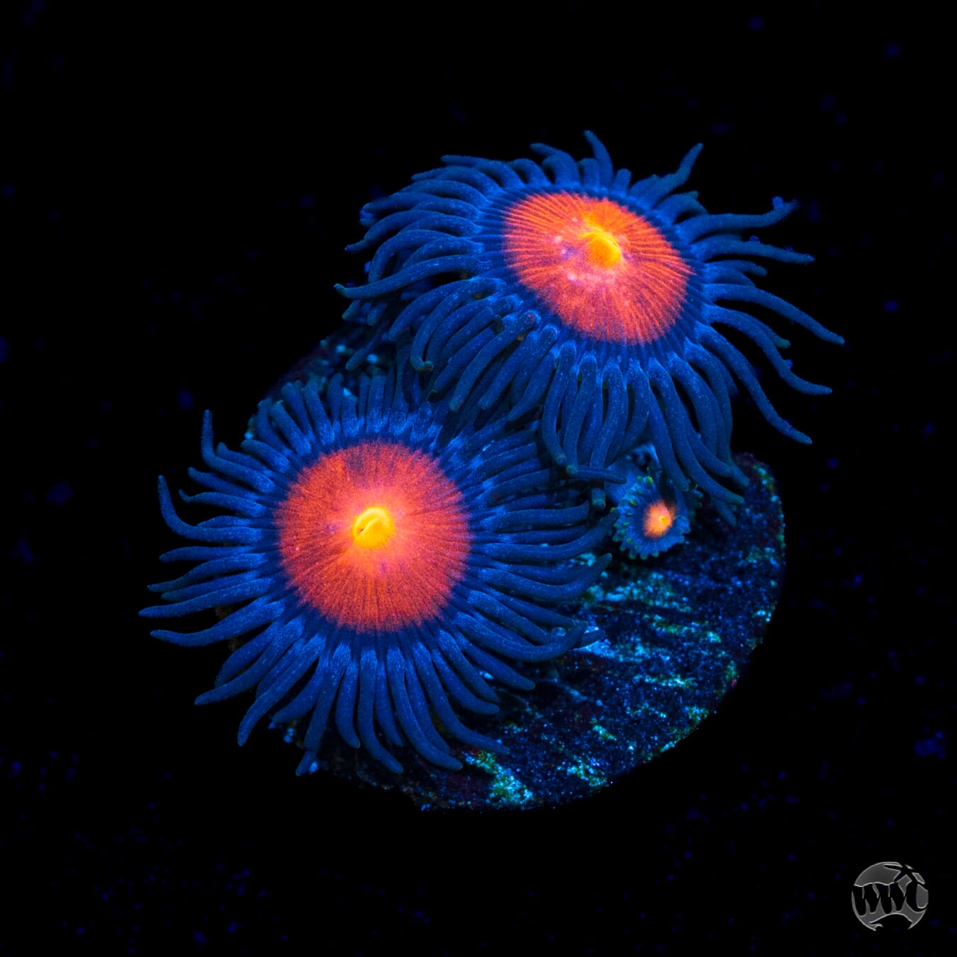 WWC Burning Mans Zoanthids