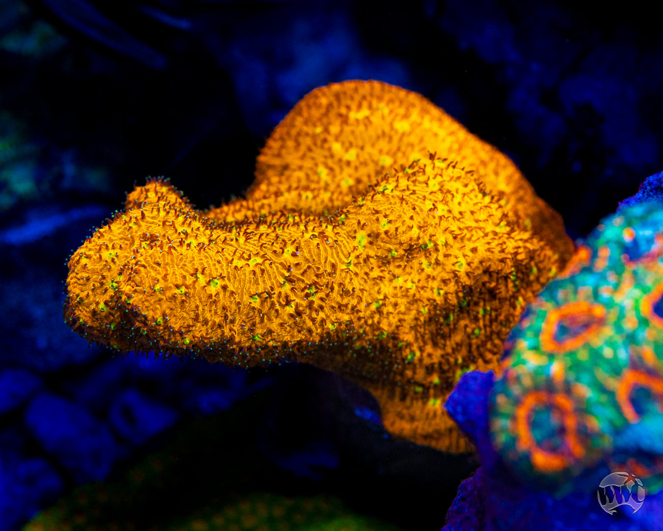 WWC C3PO Lithophyllon Coral
