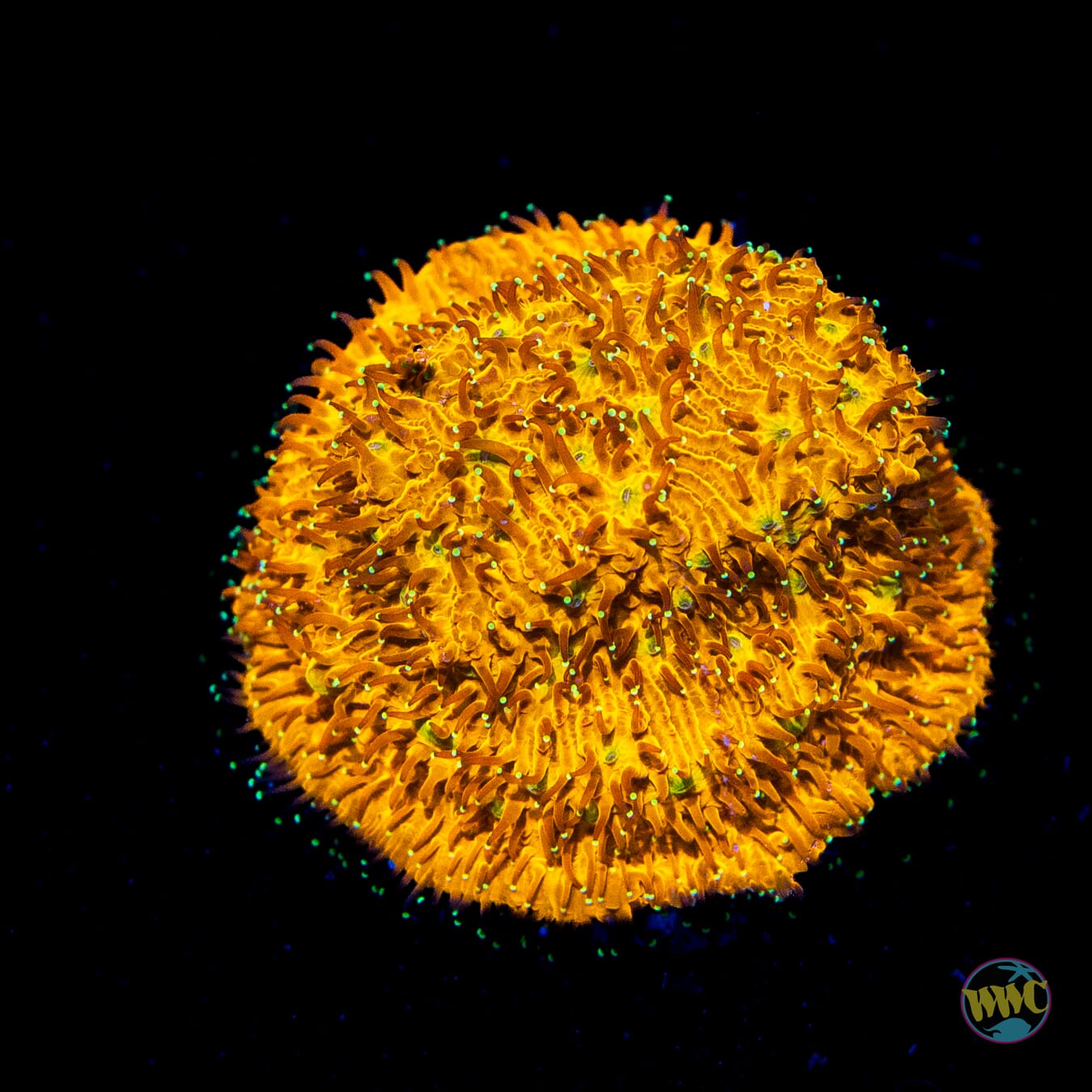 WWC C3PO Lithophyllon Coral