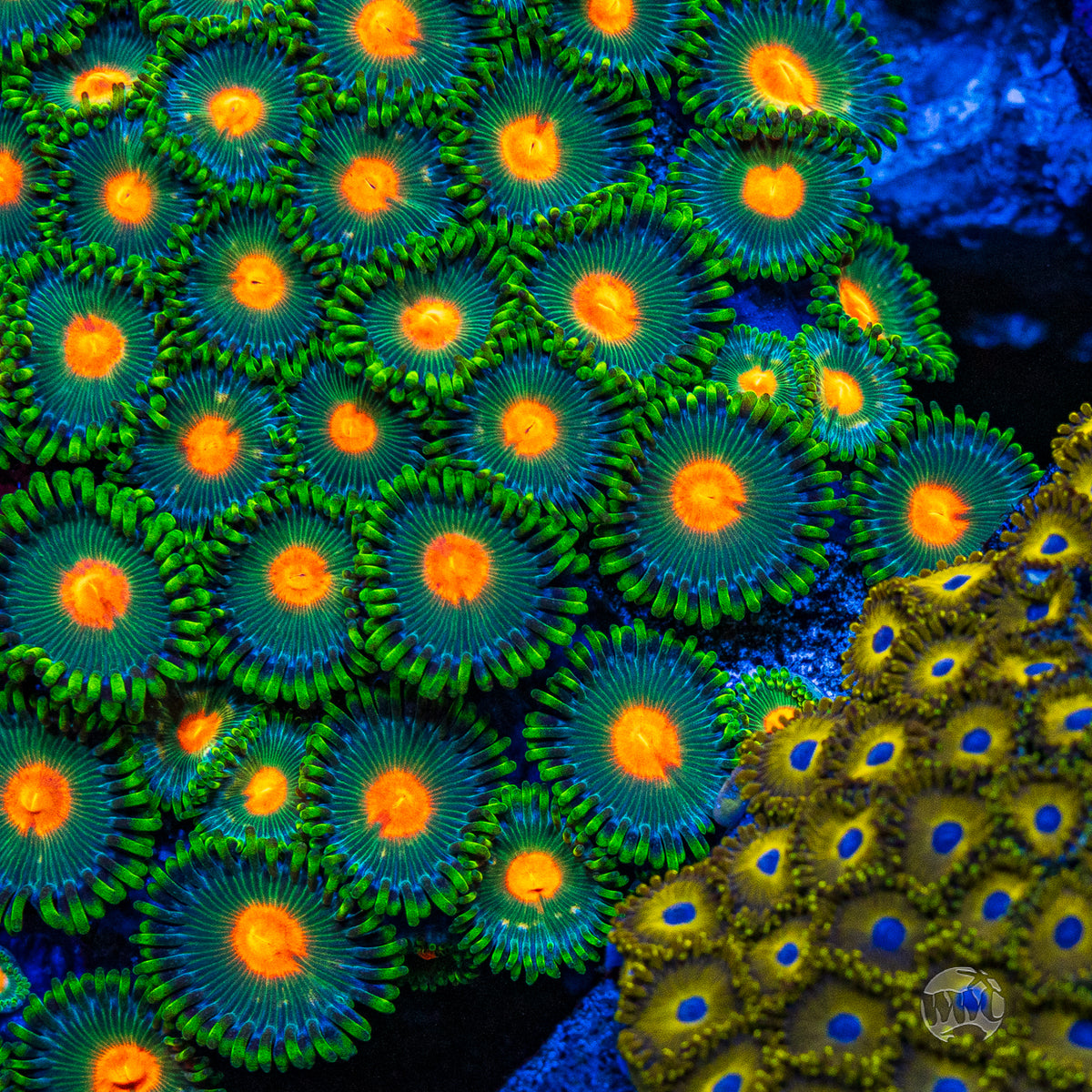 WWC Campfire Zoanthids