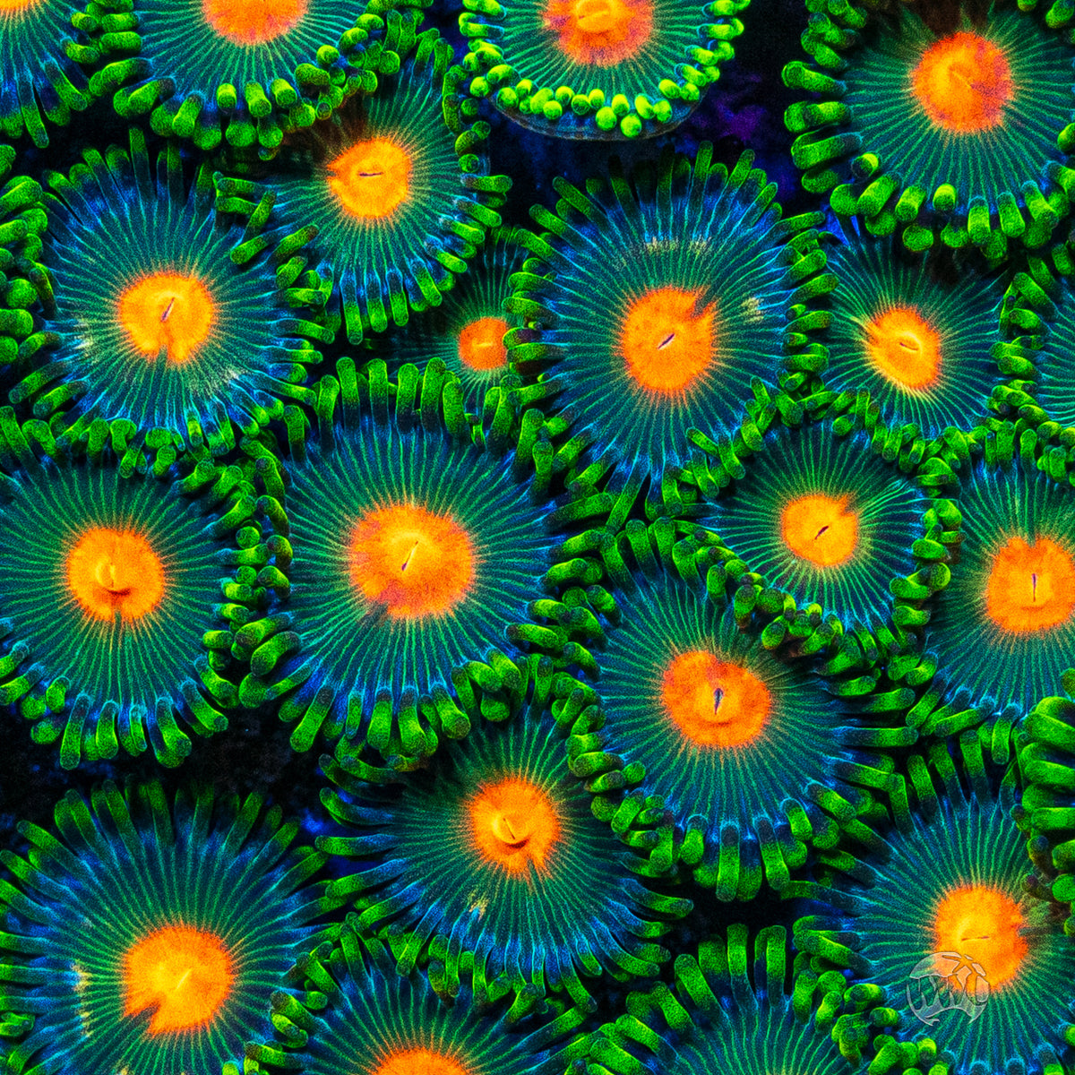WWC Campfire Zoanthids