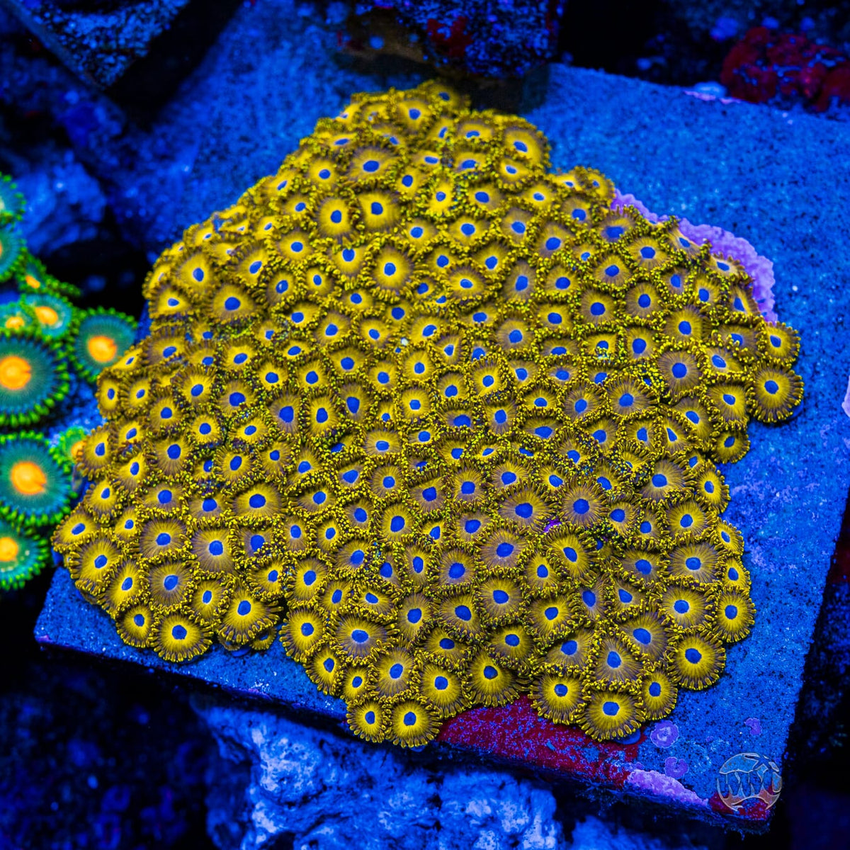 WWC Canary Island Zoanthids - Mother Colony