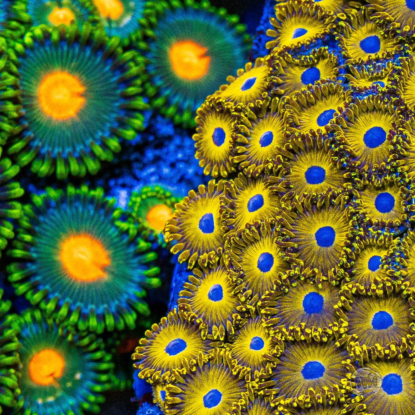 WWC Canary Island Zoanthids