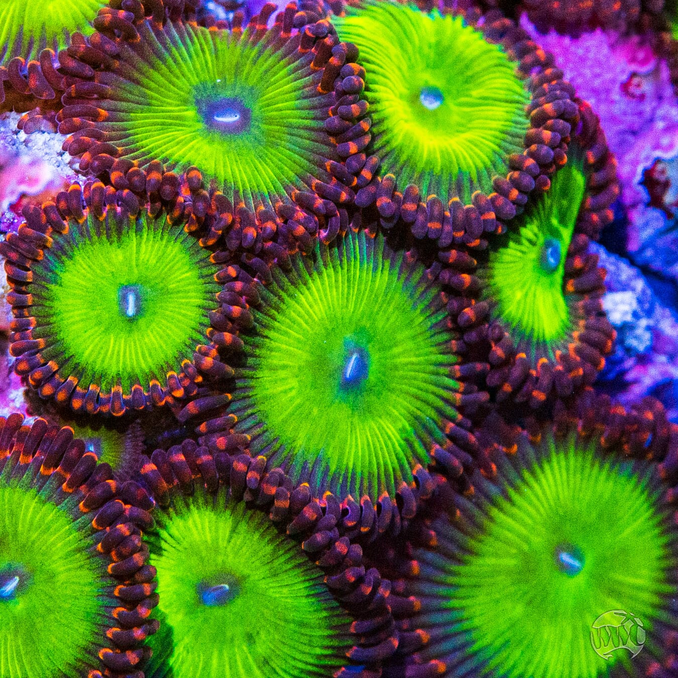 WWC Candy Apple Poison Zoanthids