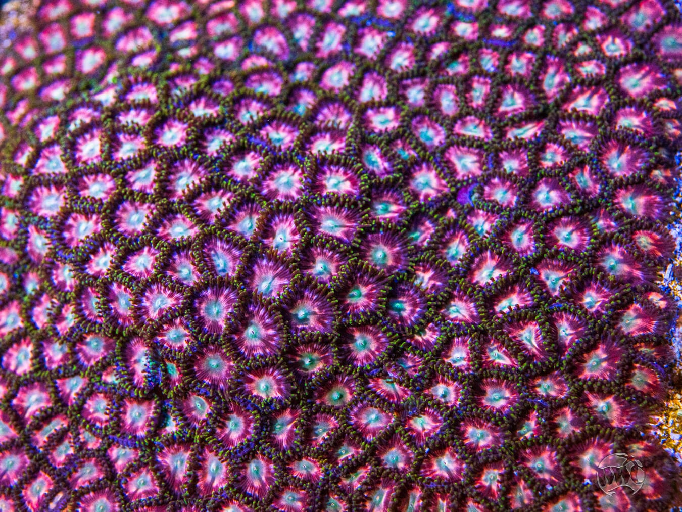 WWC Candy Stripe Zoanthids - Mother Colony