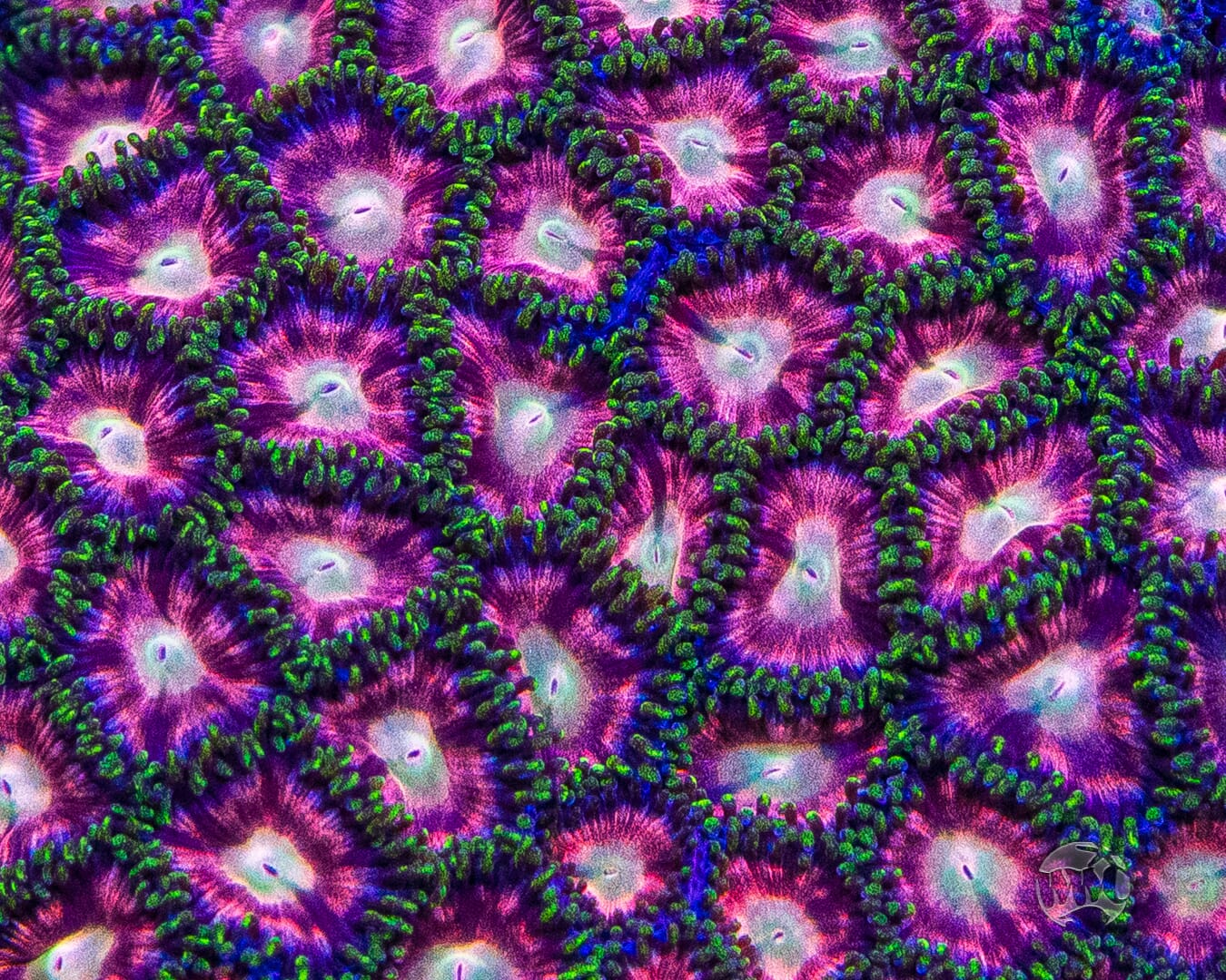 WWC Candy Stripe Zoanthids - Mother Colony Photo