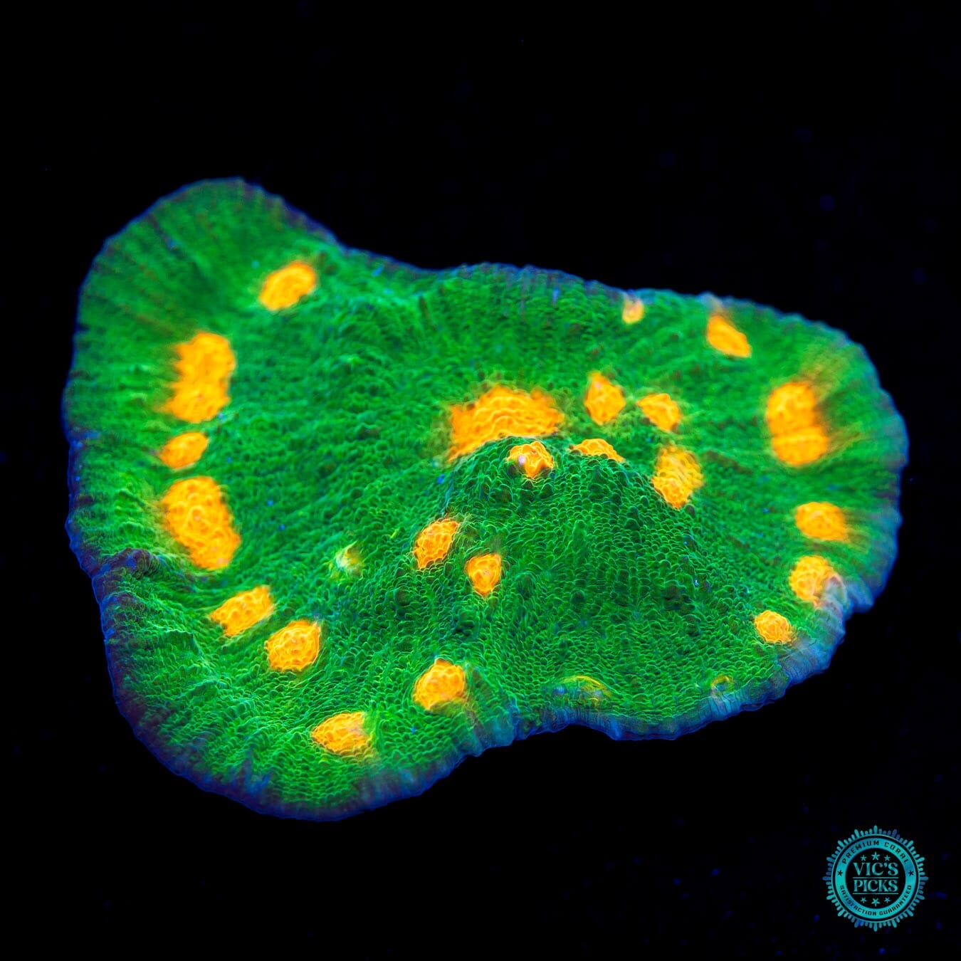 WWC Captain Citrus Chalice - Mother Colony