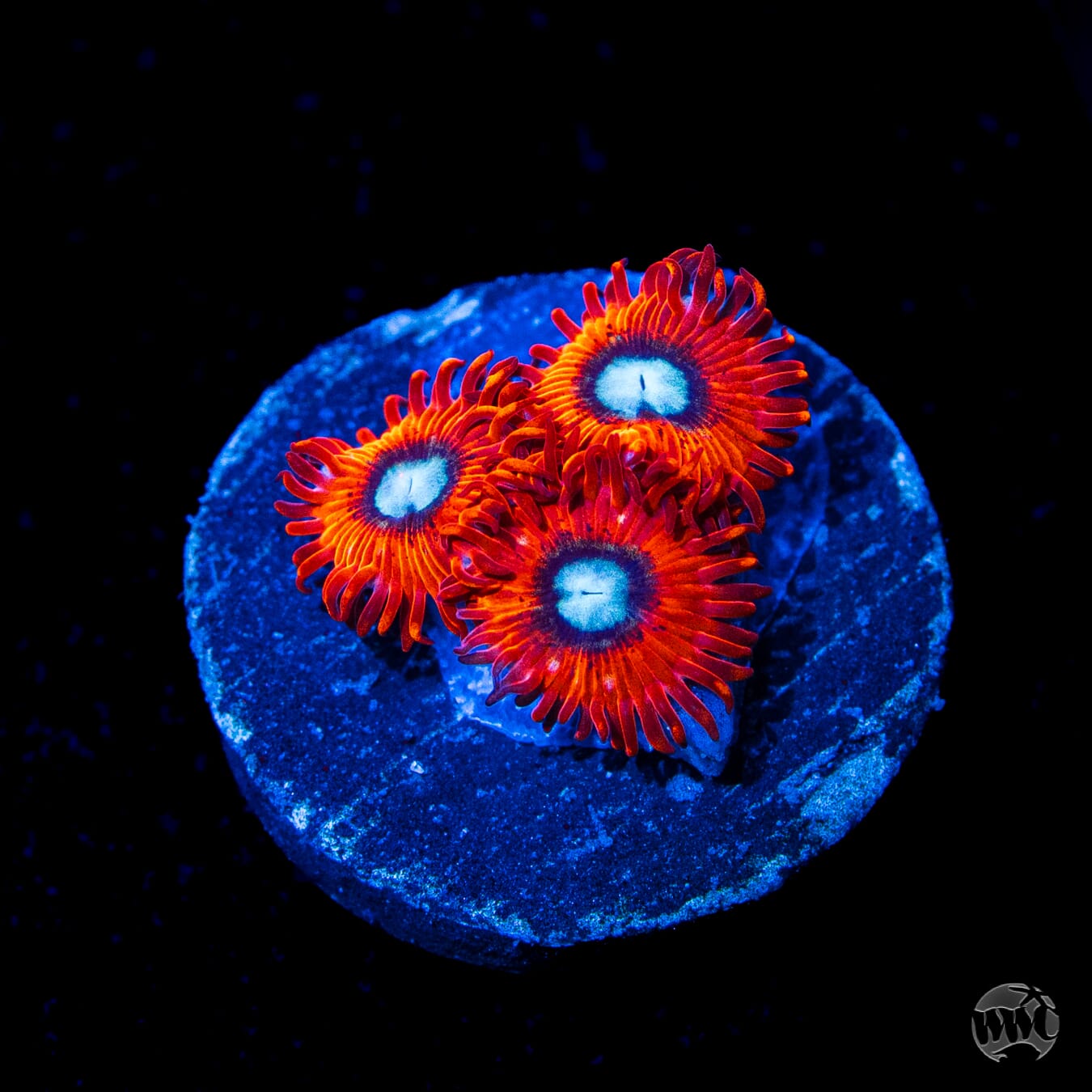 Charmander Zoanthids
