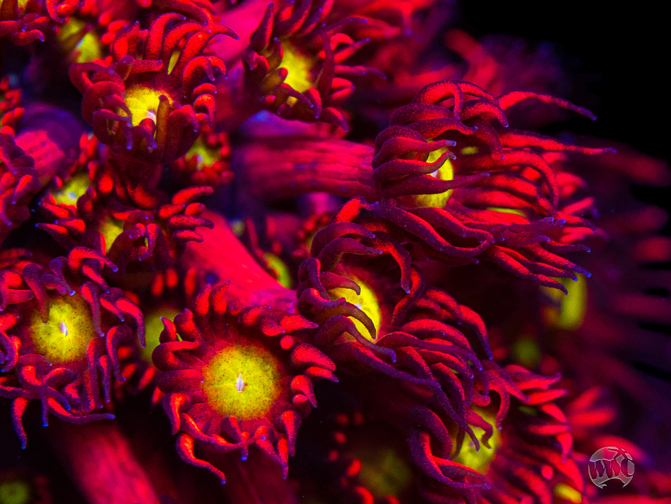 WWC Cherry Bonkerz Goniopora