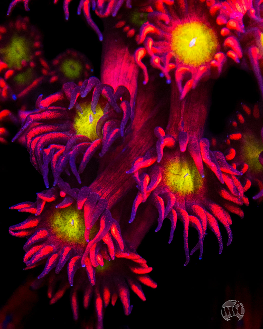 WWC Cherry Bonkerz Goniopora