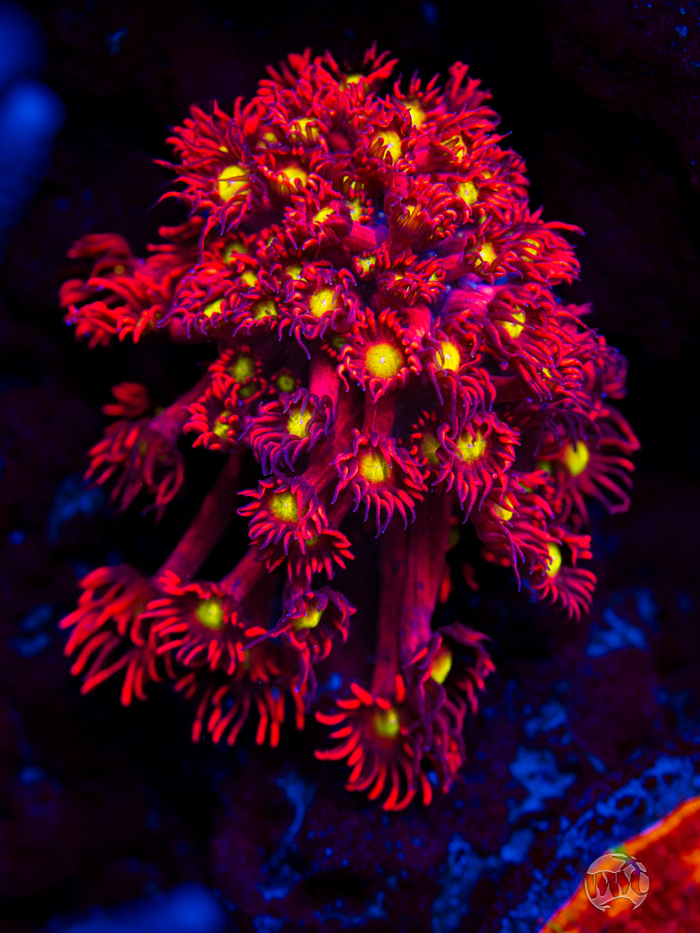 WWC Cherry Bonkerz Goniopora