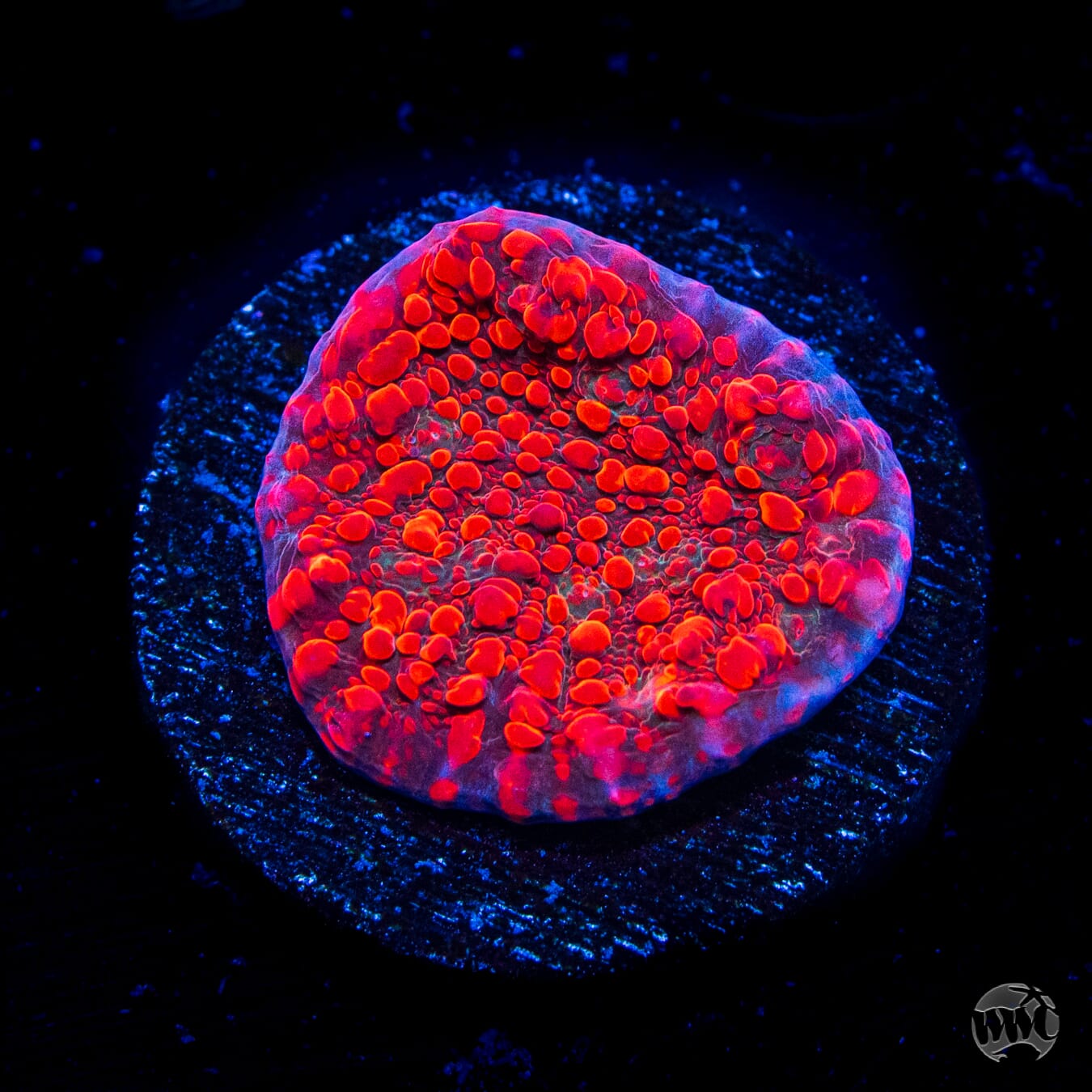 WWC Cherry Garcia Chalice Coral