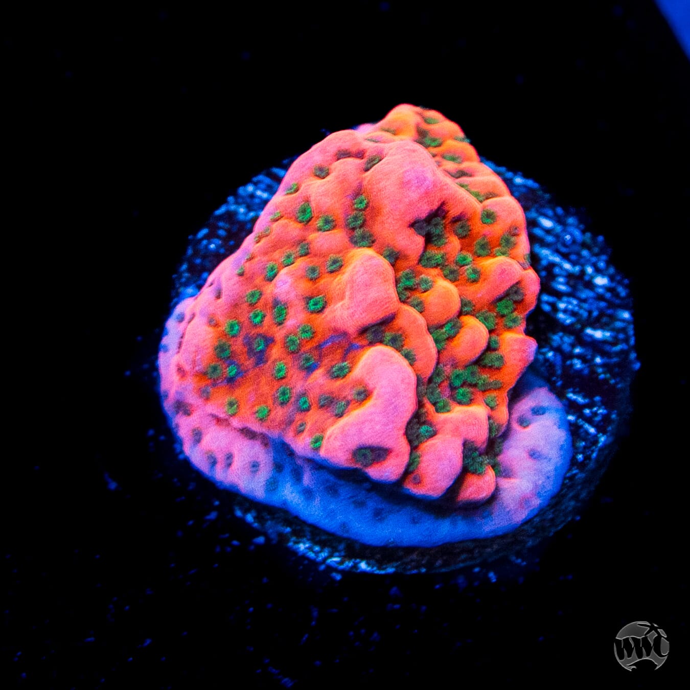 WWC Cherry Tree Montipora Coral