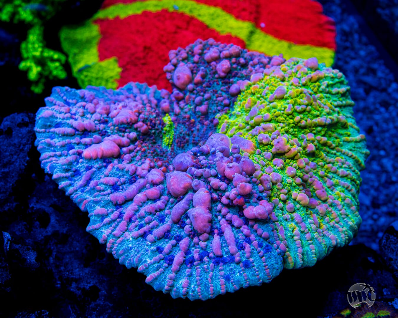 WWC Neon Cosmic Candy Bounce Chalice - Mother Colony