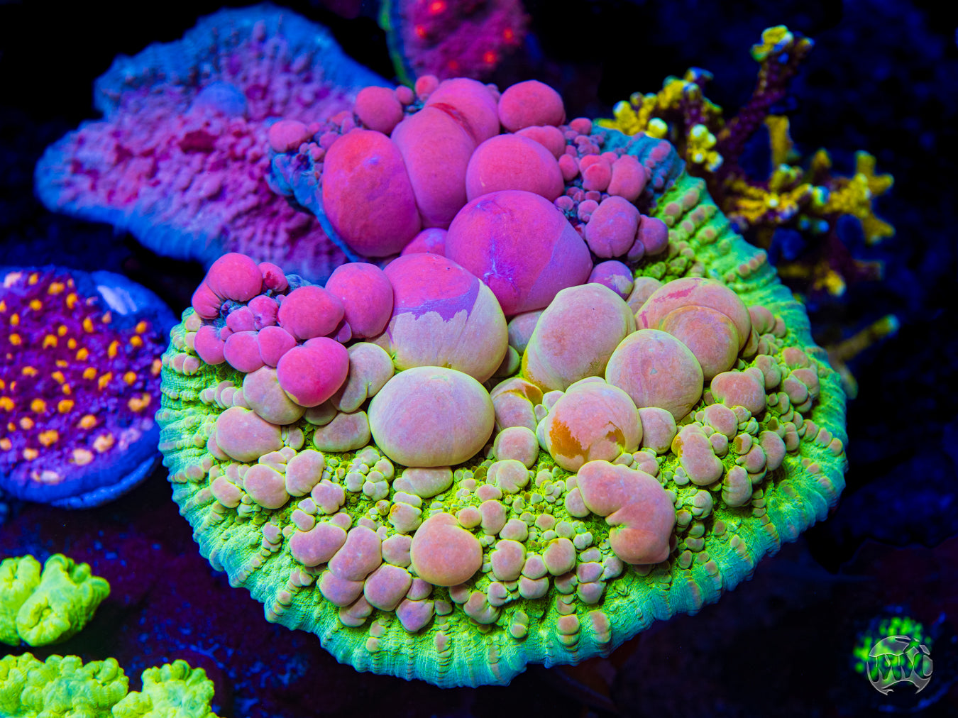 WWC Neon Cosmic Candy Bounce Chalice