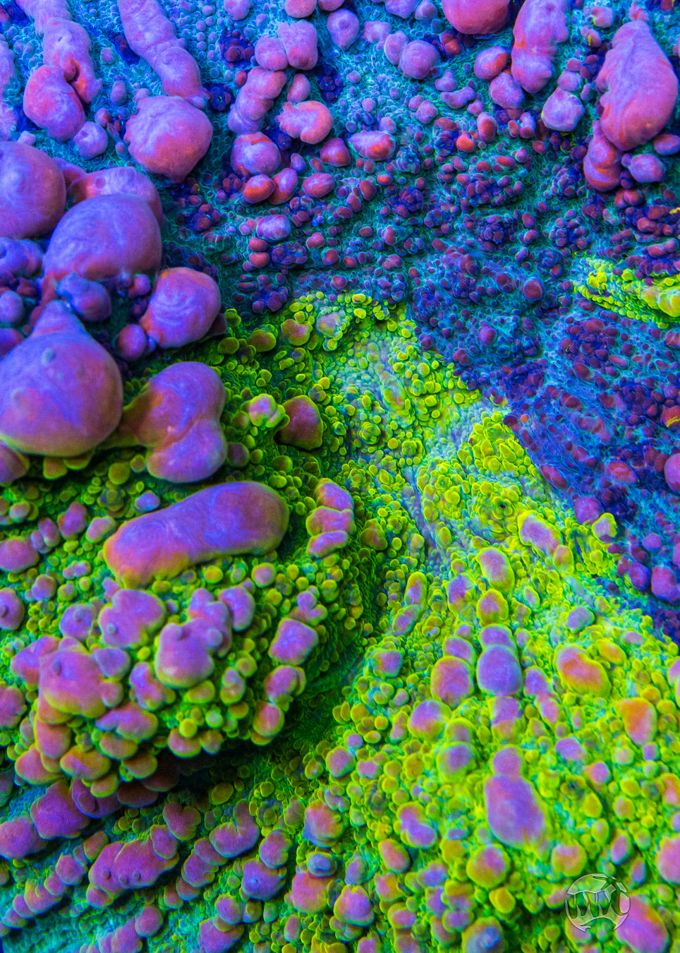 WWC Neon Cosmic Candy Bounce Chalice