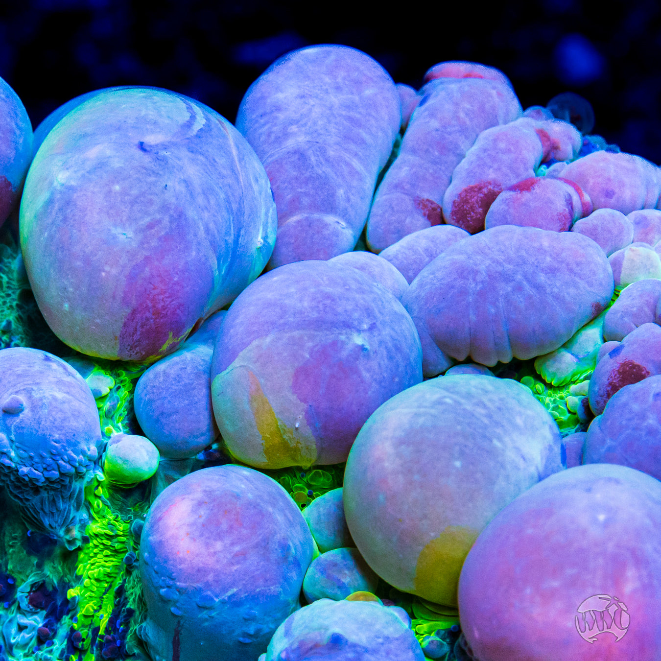 Lou's WWC Cosmic Candy Bounce Chalice