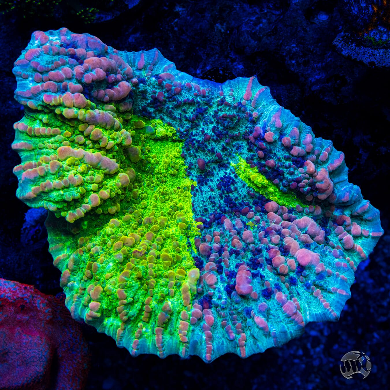 XXL WWC Cosmic Candy Bounce Chalice - Mother Colony