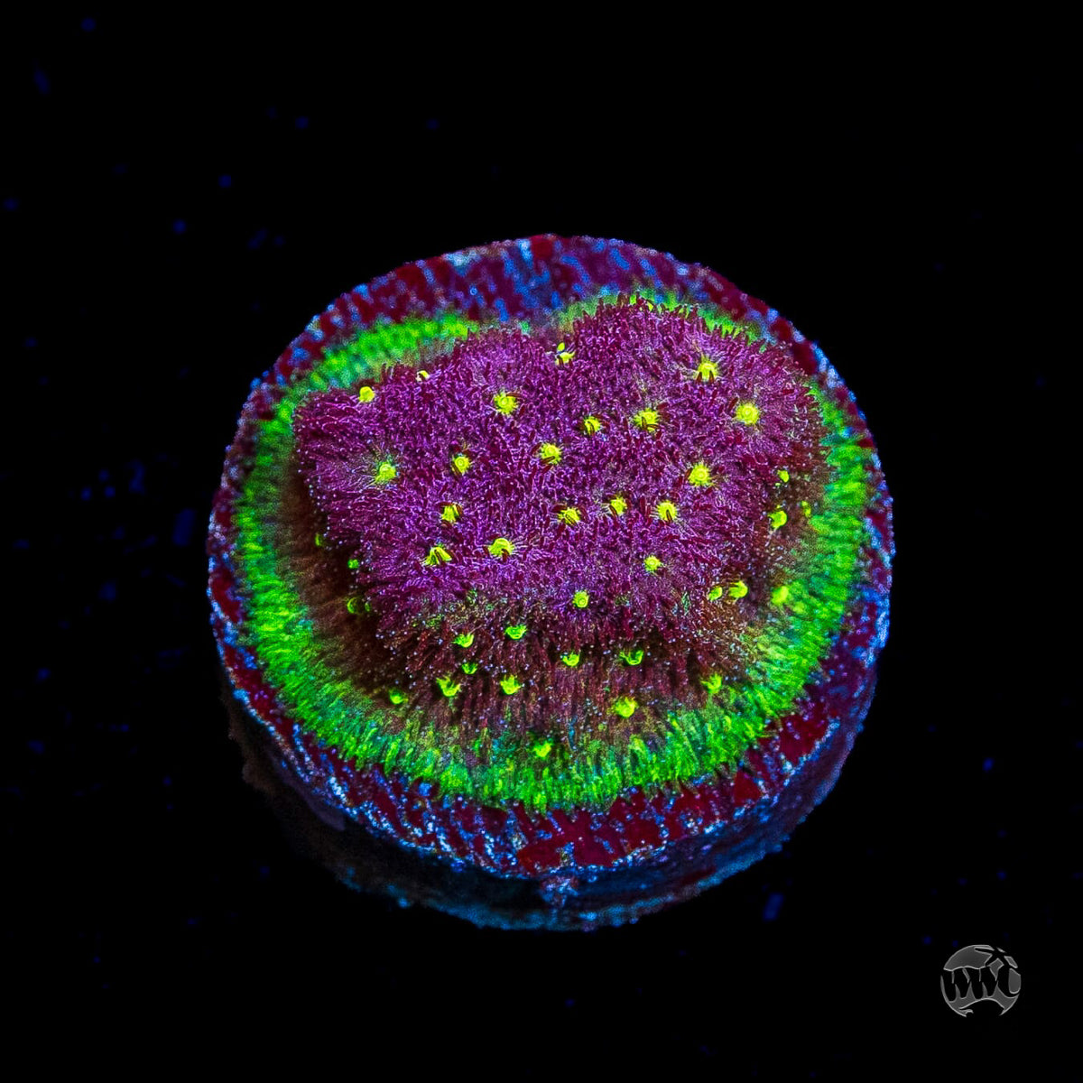 WWC Deep Space Psammocora Coral