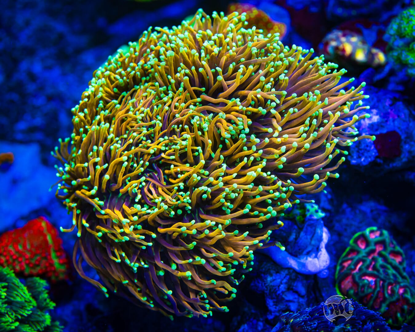 WWC Dragon Soul Torch