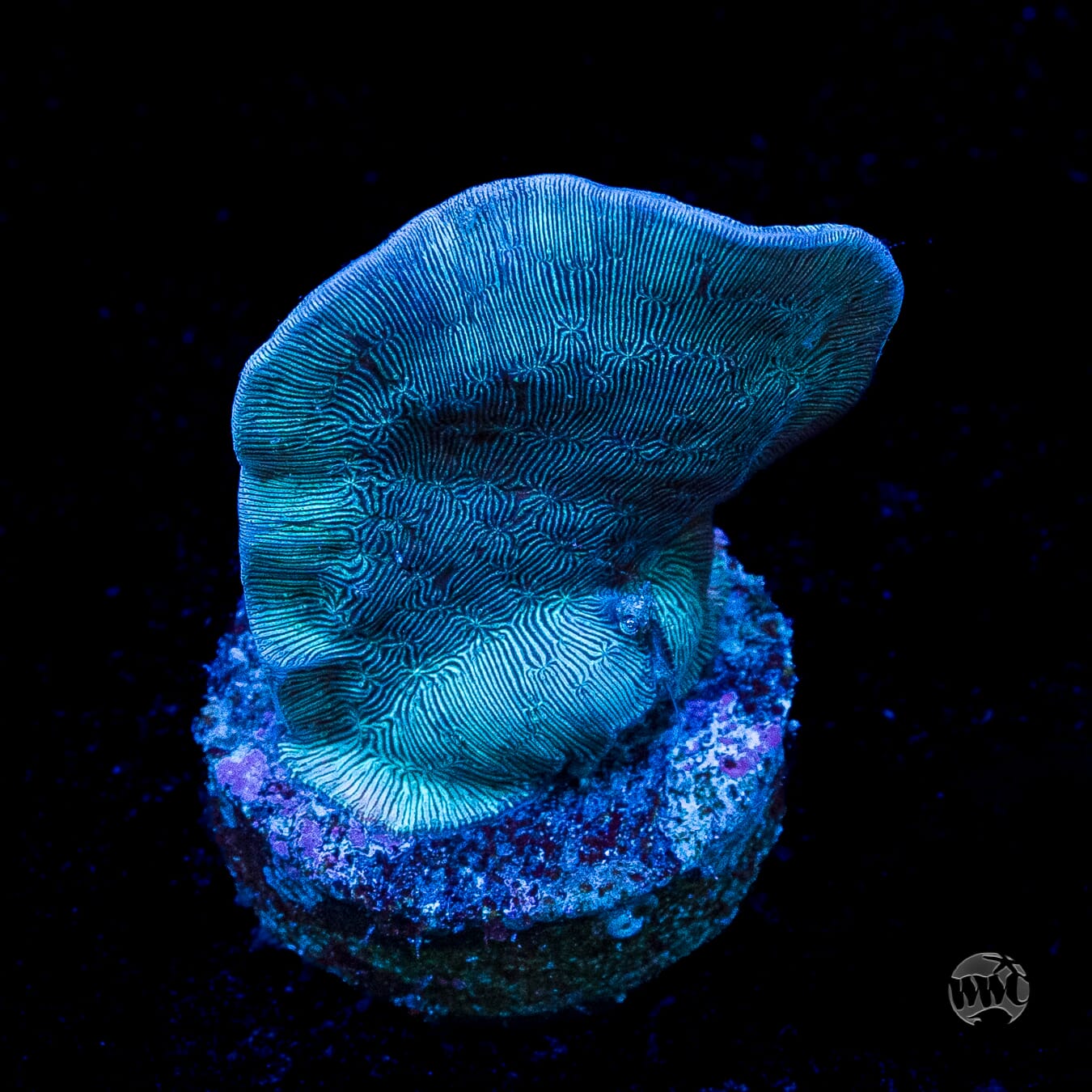 WWC Dusky Pavona