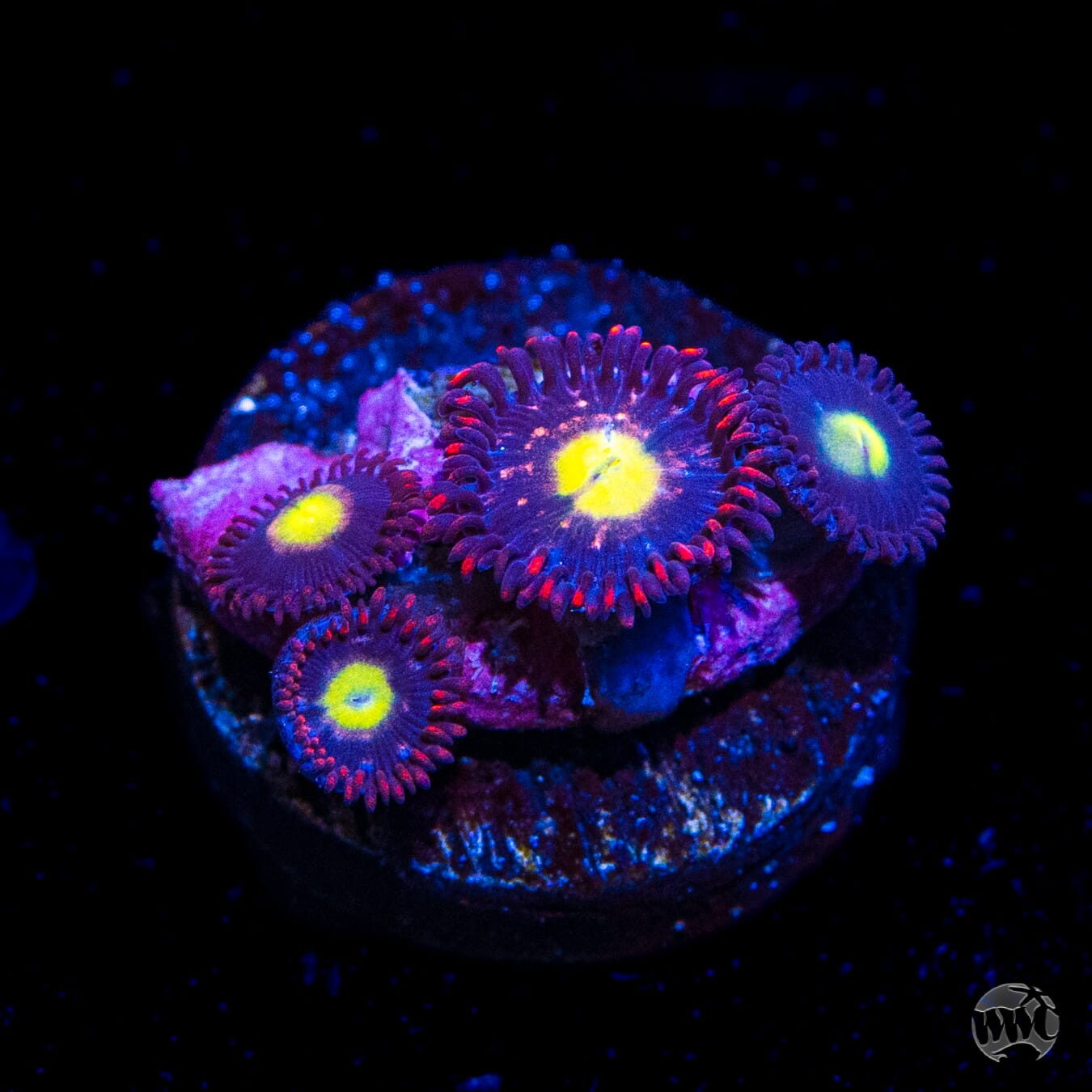 WWC Egg Yolks Zoanthids