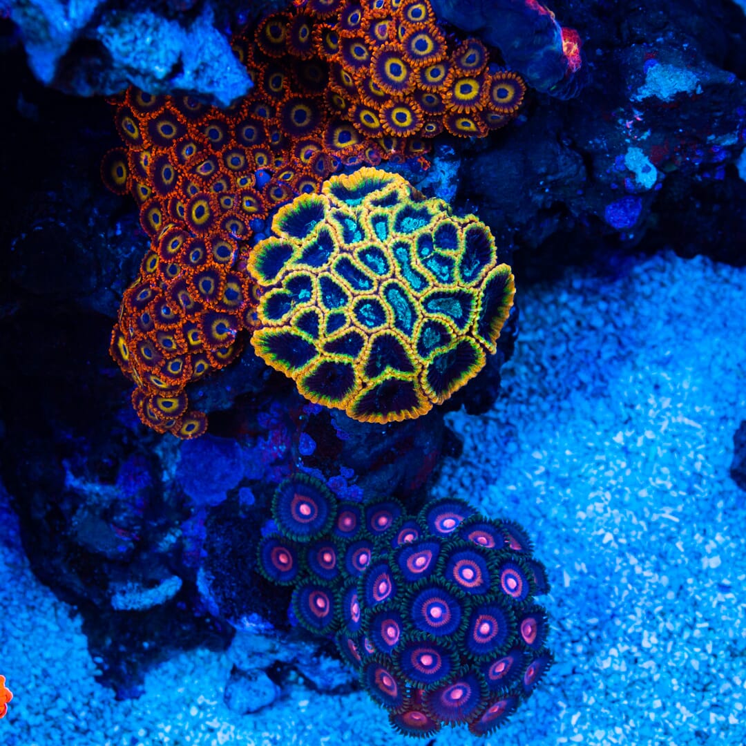 WWC End Game Favia - Mother Colony