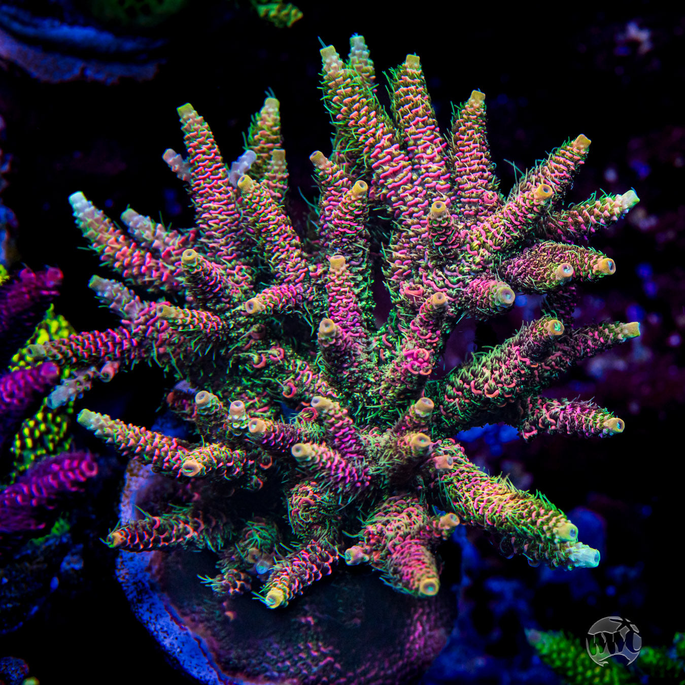 WWC Flamingo Fiesta Mille Acropora
