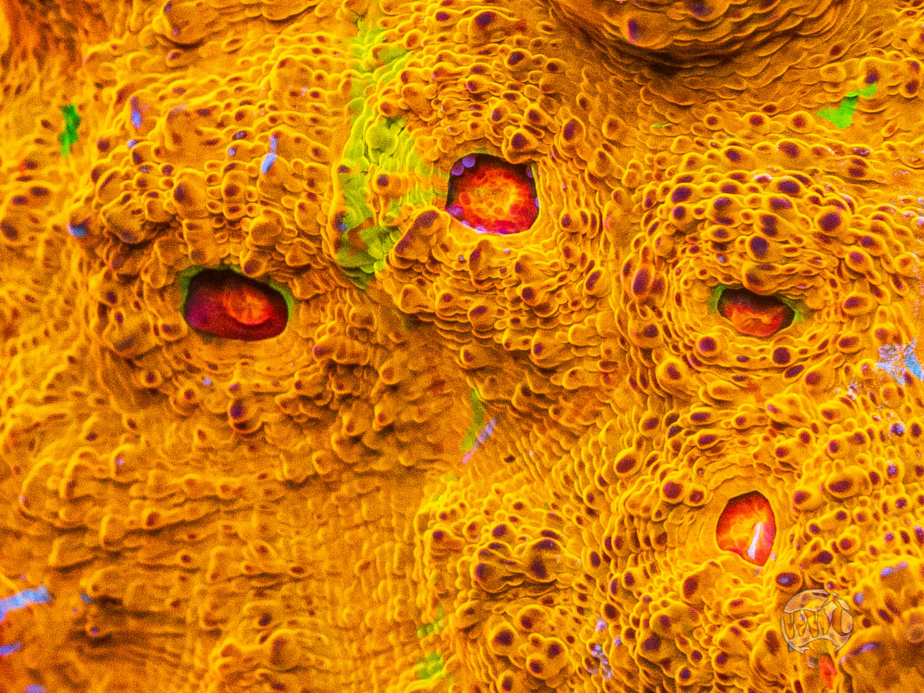 WWC Fanta Chalice Coral