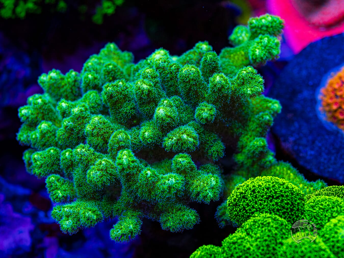 WWC Fantasy Island Birdsnest - Mother Colony