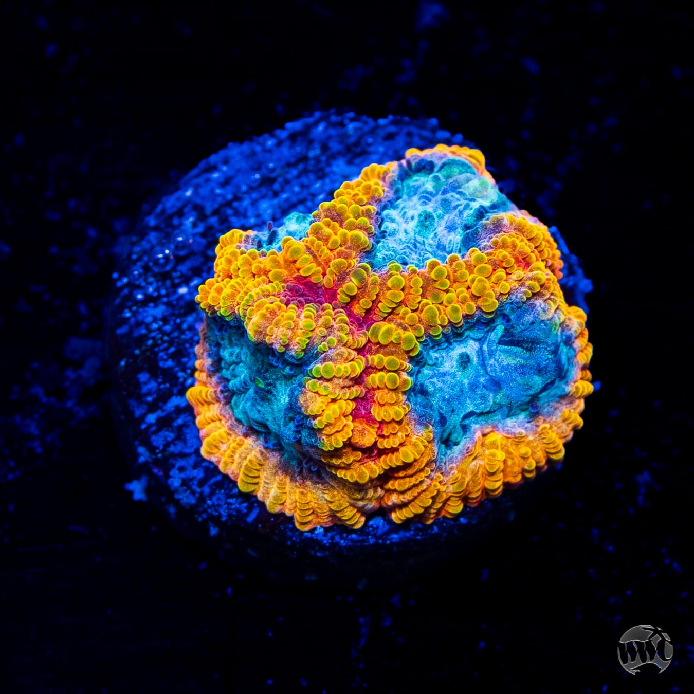 Favia of the Gods Coral
