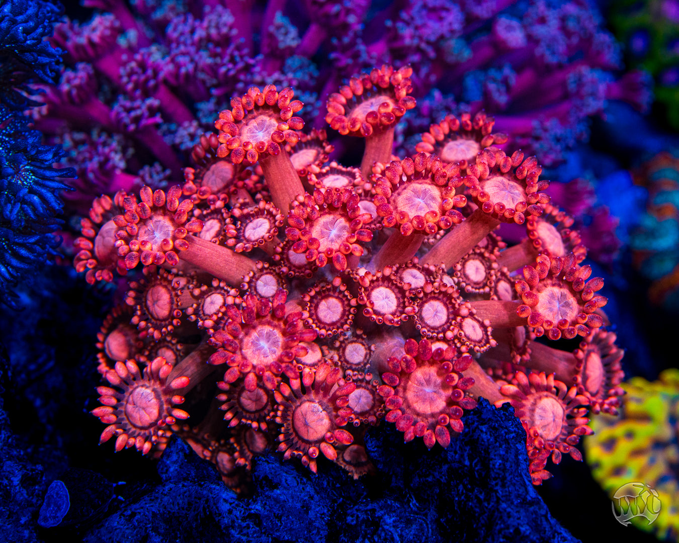WWC Fire Blossom Goniopora