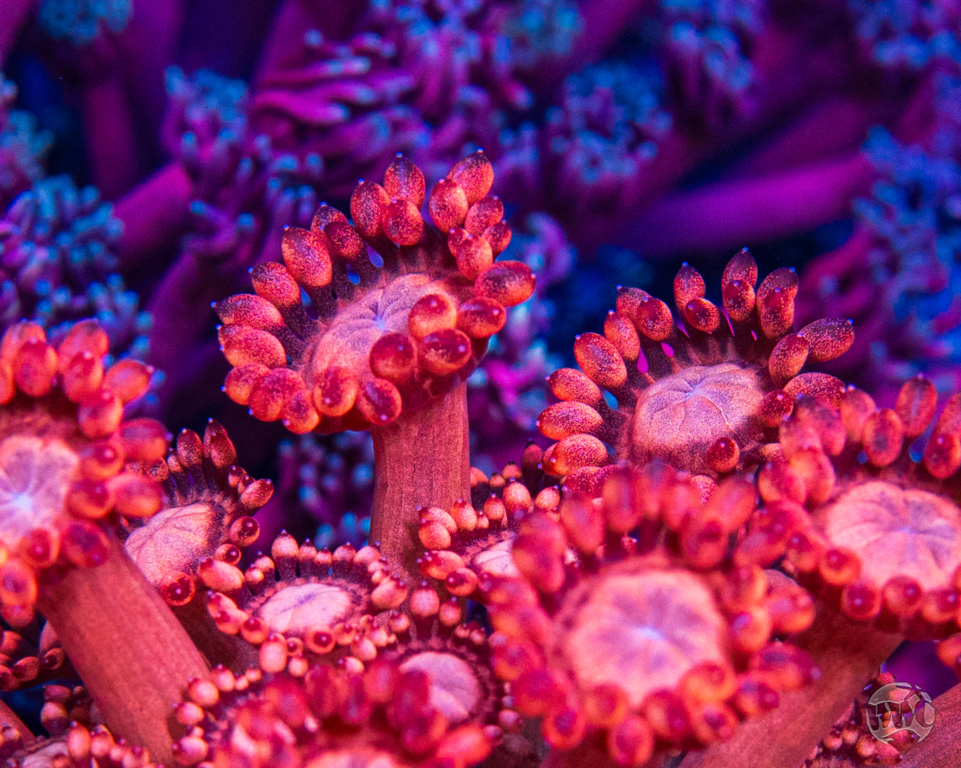 WWC Fire Blossom Goniopora