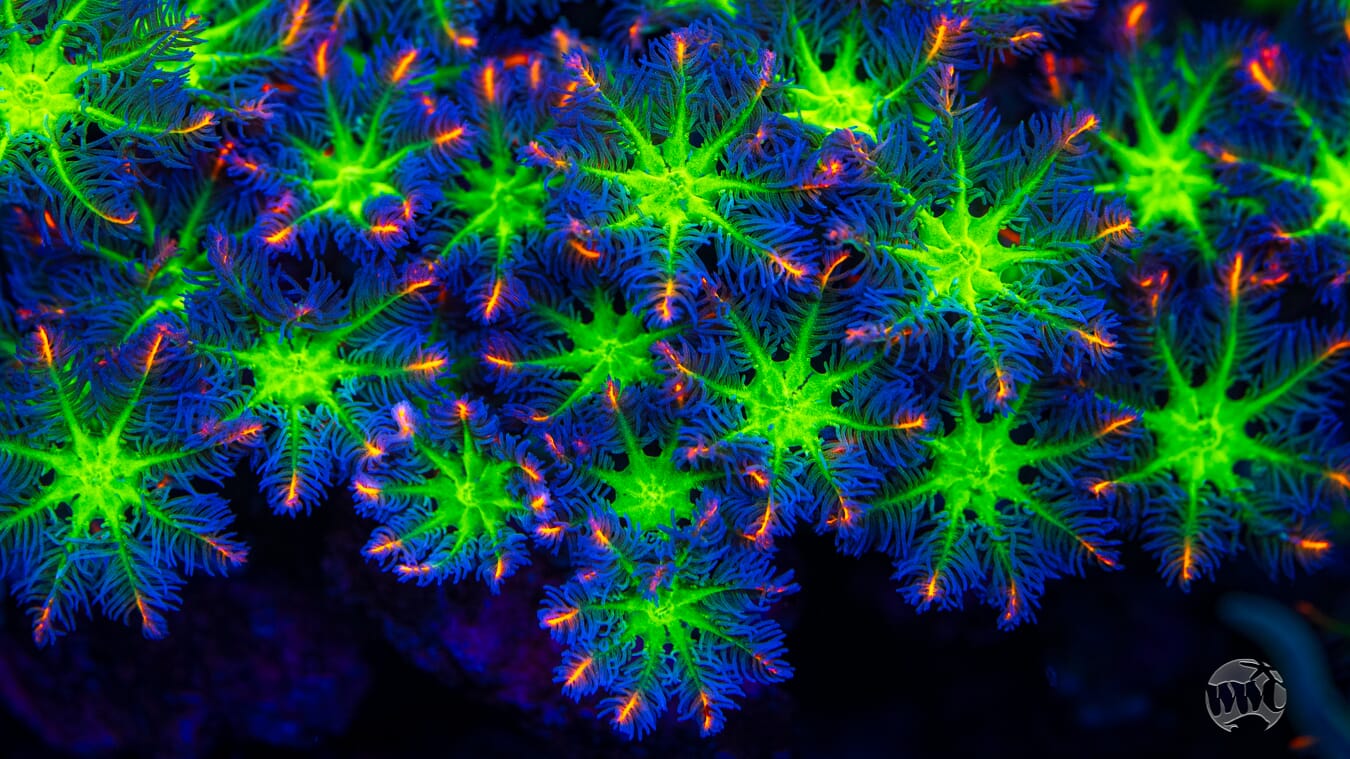 WWC Fireworks Clove Polyps - Mother Colony Photo