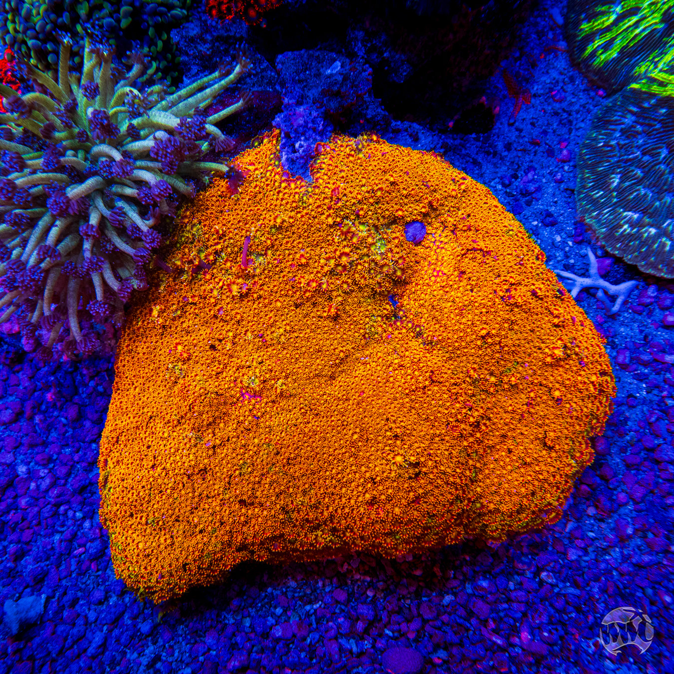 WWC Flame Tongue Micro Goniopora
