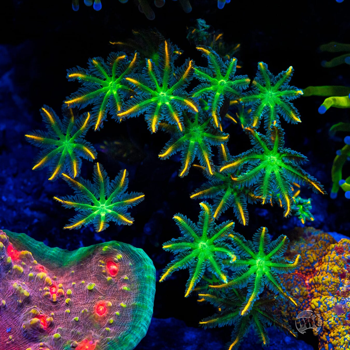 WWC Flower Power Clove Polyps - Mother Colony