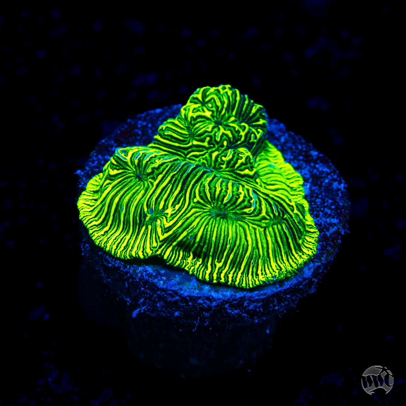 WWC Flubber Leptoseris Coral