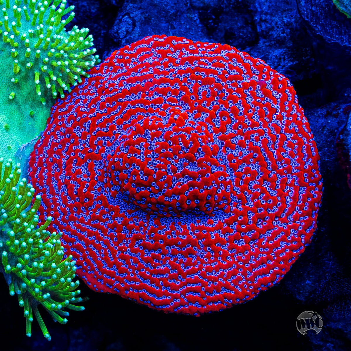 WWC Frost Mage Montipora - Mother Colony Photo