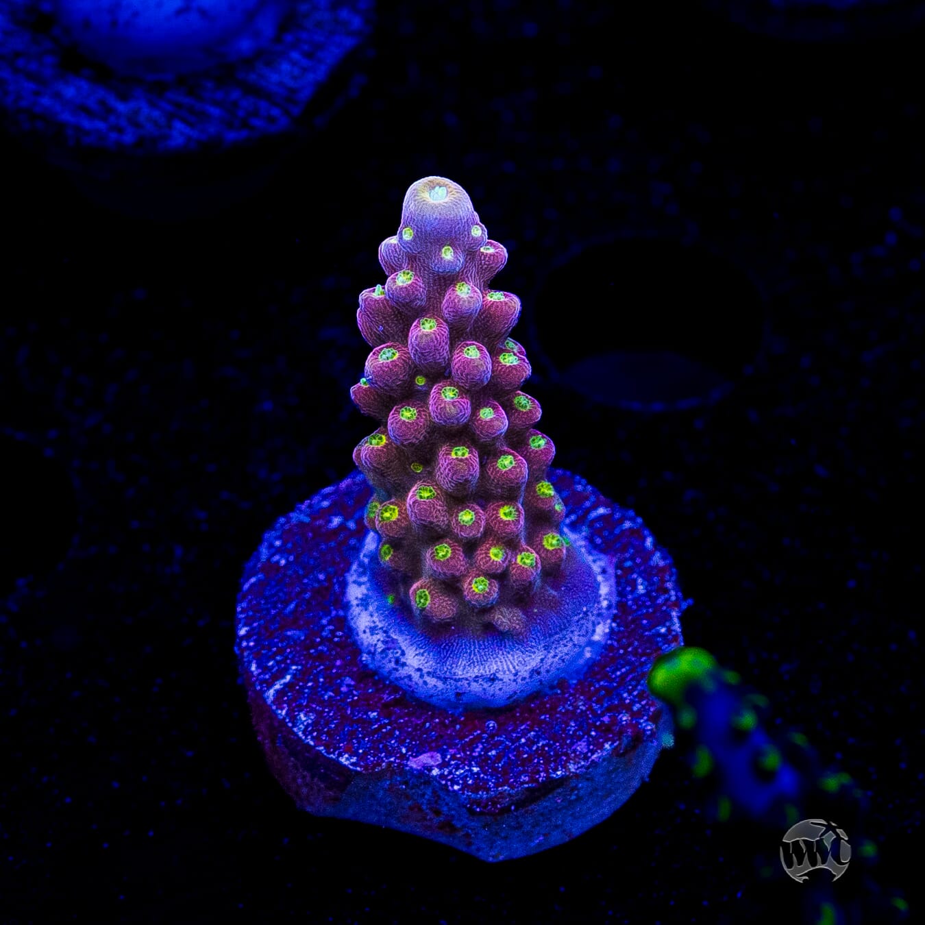 WWC Fruit Mix Acropora