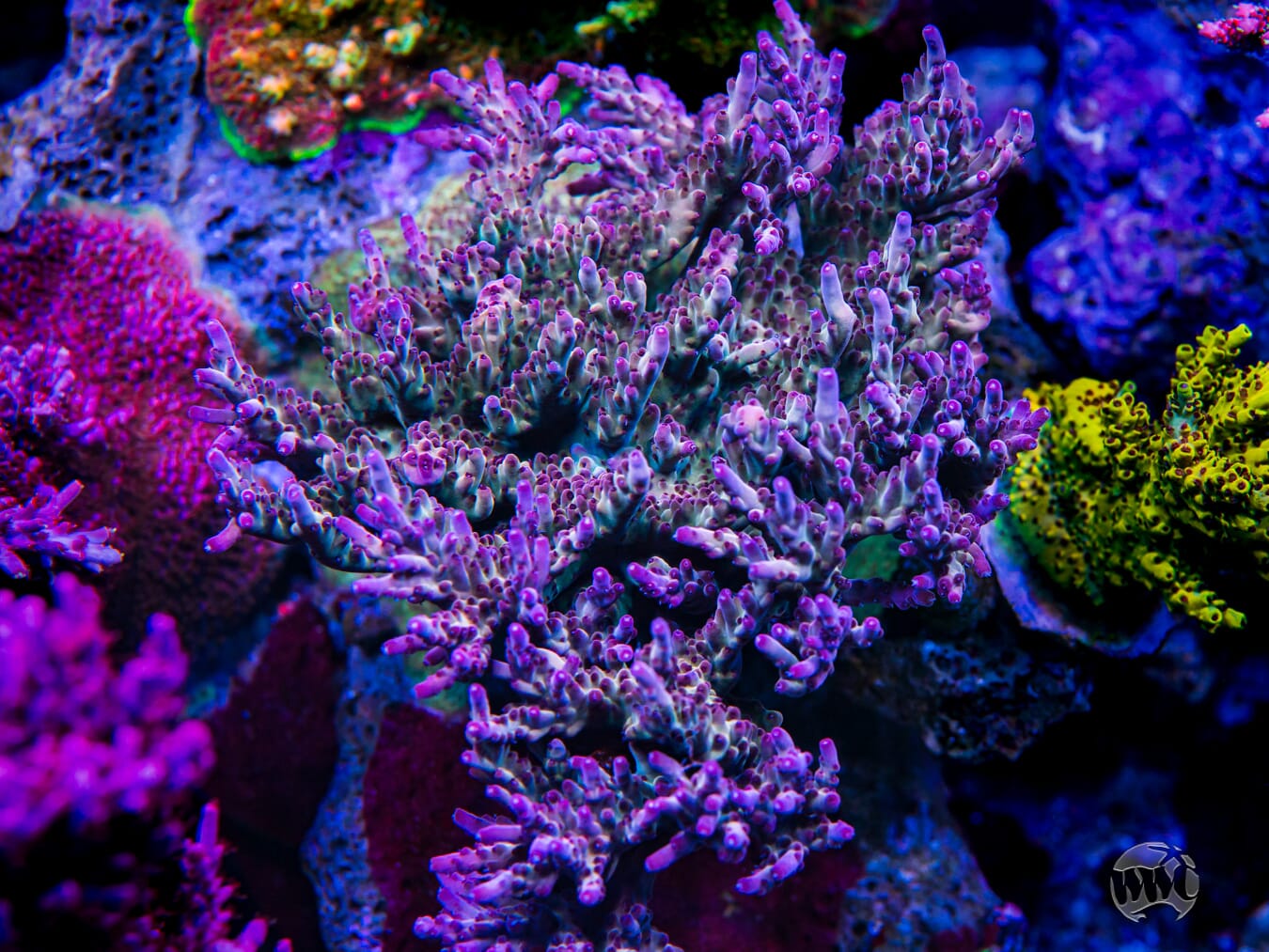 WWC Good Ol Grimmus Acropora - Mother Colony